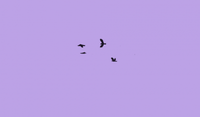 Jackdaws